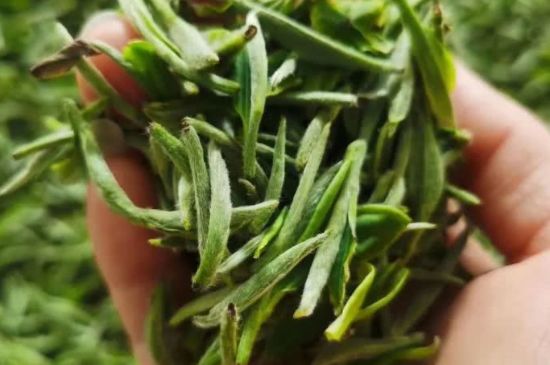 金壇雀舌算不算好茶，金壇雀舌屬于什么檔次茶葉？