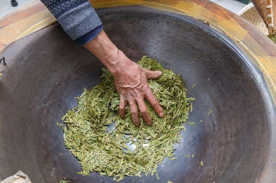 雀舌有一股青草味，雀舌為什么有青草味？