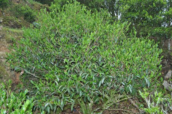 肉桂茶屬于紅茶嗎，牛欄坑肉桂是紅茶還是綠茶？