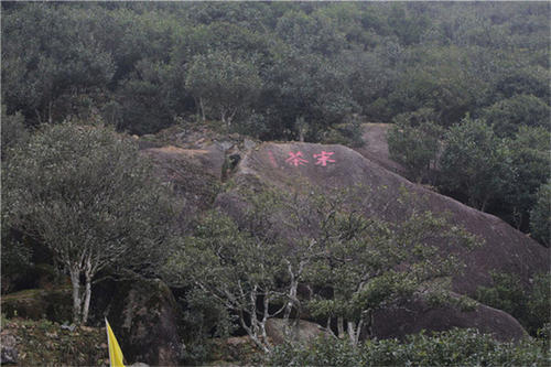 宋種一號價(jià)值為什么高，鳳凰單樅宋種1號價(jià)格與產(chǎn)量多少？