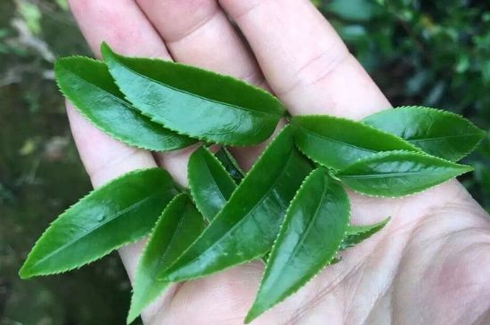 鋸朵仔跟鴨屎香哪個(gè)貴，鋸朵子和鴨屎香哪個(gè)好喝？