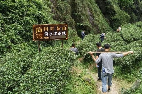 300塊錢(qián)的金駿眉能喝嗎，兩三百多金駿眉和一千多區(qū)別