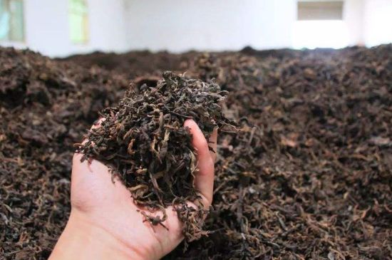 茯磚茶與普洱茶哪個好，茯茶和普洱茶口味區(qū)別