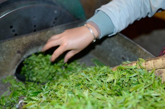 雀舌有一股青草味，雀舌為什么有青草味？