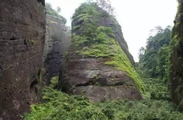 武夷山為什么盛產(chǎn)茶葉，武夷山茶為什么好喝？