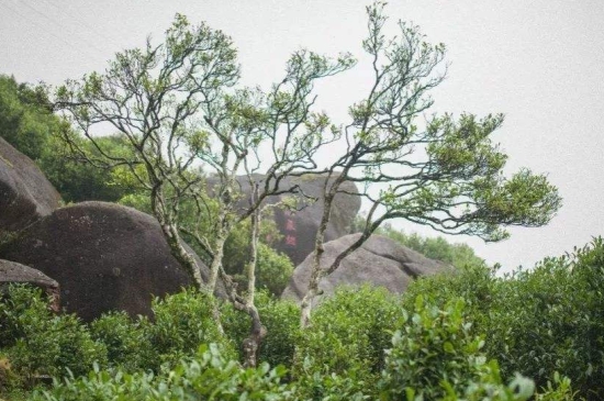 宋種一號價(jià)值為什么高，鳳凰單樅宋種1號價(jià)格與產(chǎn)量多少？