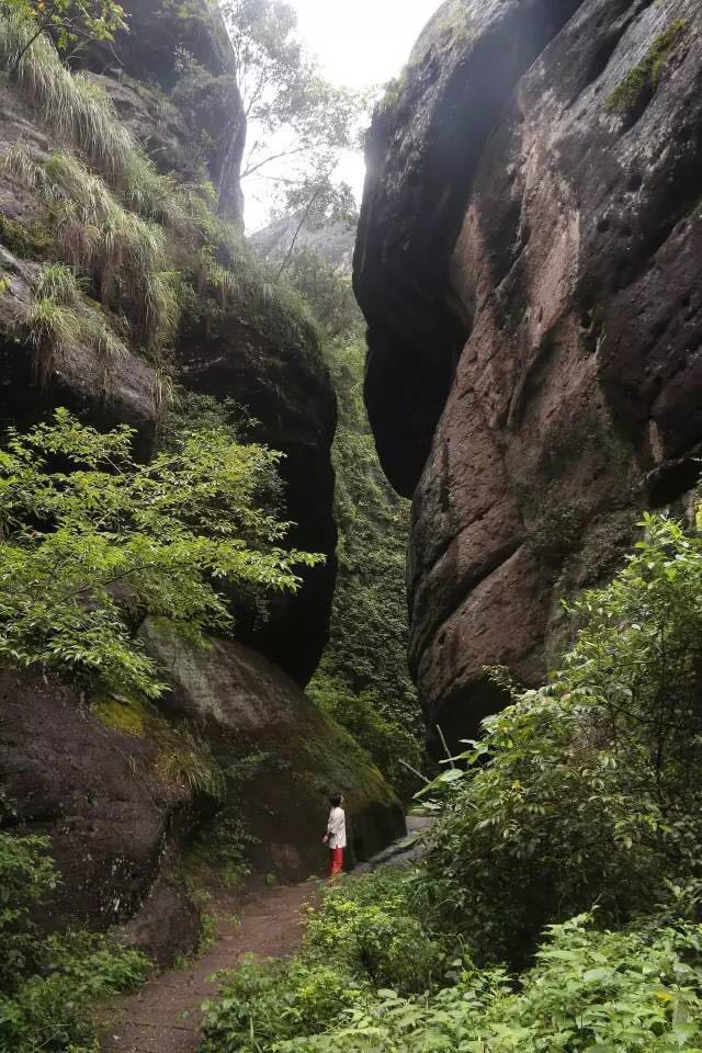 武夷山為什么盛產(chǎn)茶葉，武夷山茶為什么好喝？