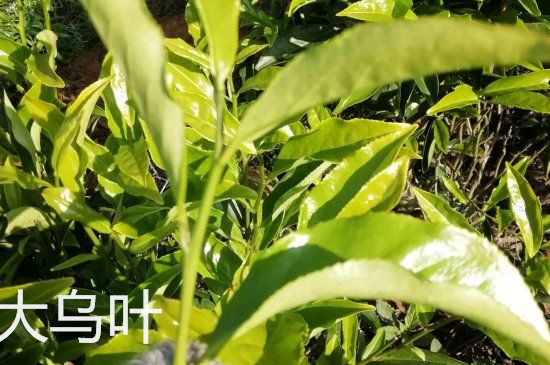鴨屎香和大烏葉是同一種茶葉嗎，單叢大烏葉和鴨屎香有什么區(qū)別？