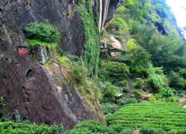 武夷山為什么盛產(chǎn)茶葉，武夷山茶為什么好喝？