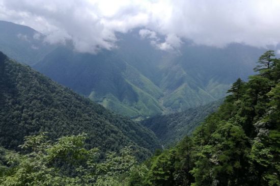 300塊錢(qián)的金駿眉能喝嗎，兩三百多金駿眉和一千多區(qū)別