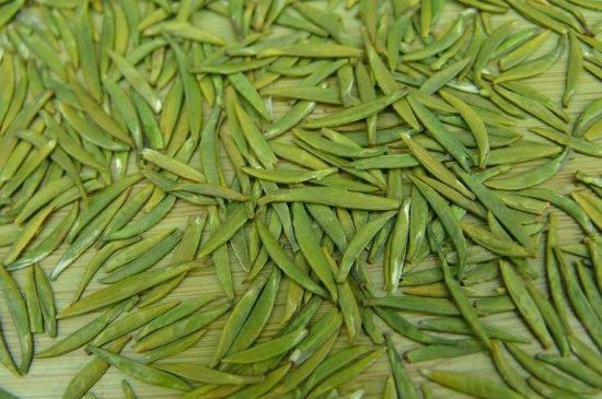 竹葉青和毛尖的區(qū)別，毛尖和竹葉青怎么分辨？