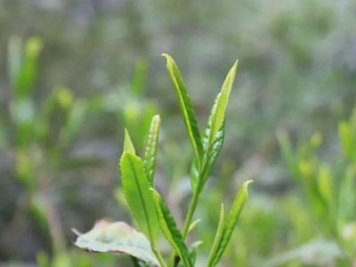 六安瓜片的功效與禁忌，六安瓜片適合什么人喝