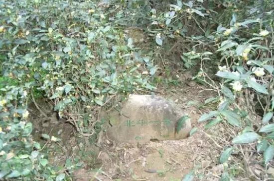 母樹大紅袍給誰喝了，為什么母樹大紅袍叫三棵六株？