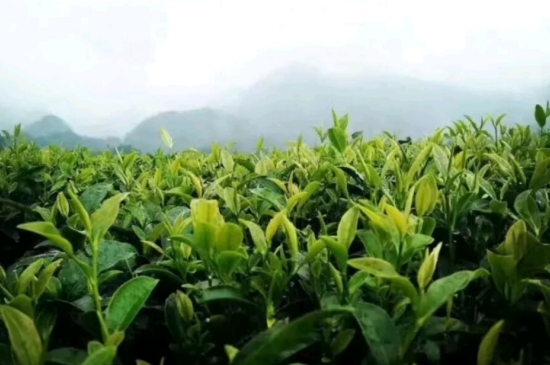 一天3杯紅茶抗癌，常飲紅茶對身體有好處！