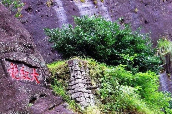 宋種一號價(jià)值為什么高，鳳凰單樅宋種1號價(jià)格與產(chǎn)量多少？