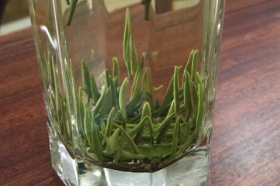 竹葉青和雀舌哪個貴，竹葉青茶貴嗎？