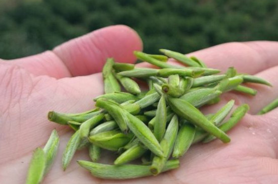 什么綠茶茶葉唇齒留香，哪個品種綠茶香氣好？