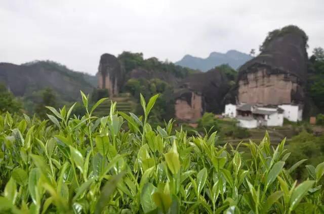 武夷山為什么盛產(chǎn)茶葉，武夷山茶為什么好喝？