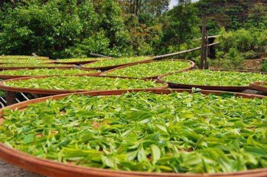 單叢茶十大香型以及常見品種大全，潮安鳳凰單樅十大名香歸類