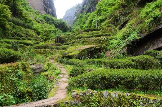 肉桂茶和大紅袍哪個貴，武夷山肉桂與大紅袍的價格比較