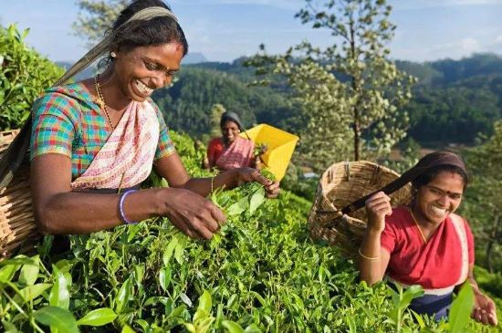 中國最好紅茶排名，中國最著名的十大紅茶