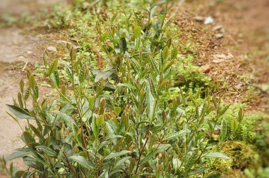 大紅袍四大品種有哪些，大紅袍的種類和著名品種特點(diǎn)介紹