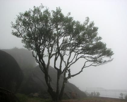 宋種一號價(jià)值為什么高，鳳凰單樅宋種1號價(jià)格與產(chǎn)量多少？