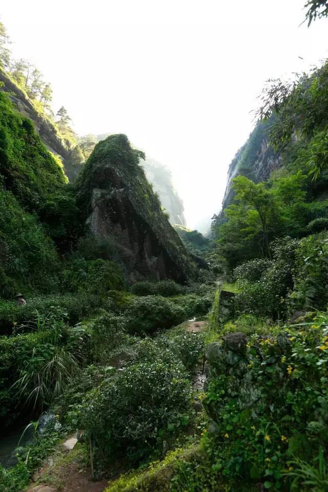 武夷山為什么盛產(chǎn)茶葉，武夷山茶為什么好喝？