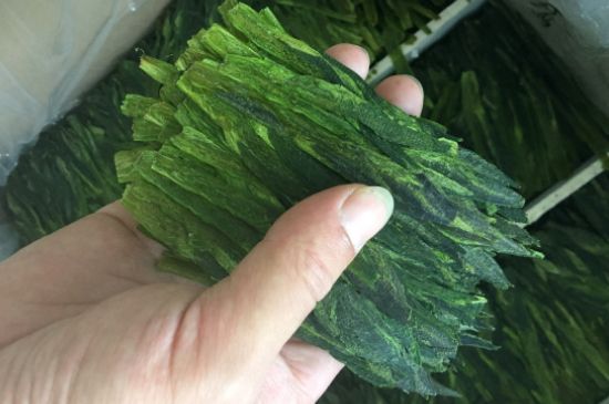 什么綠茶味道濃香，那個(gè)綠茶比較濃香？