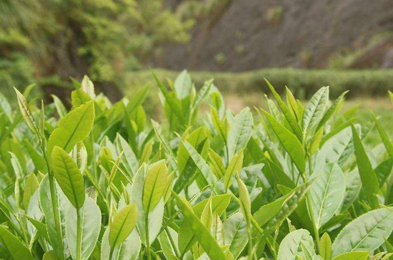 潮安鳳凰單叢十大名樅是什么，烏崠十大古樹名香品種介紹