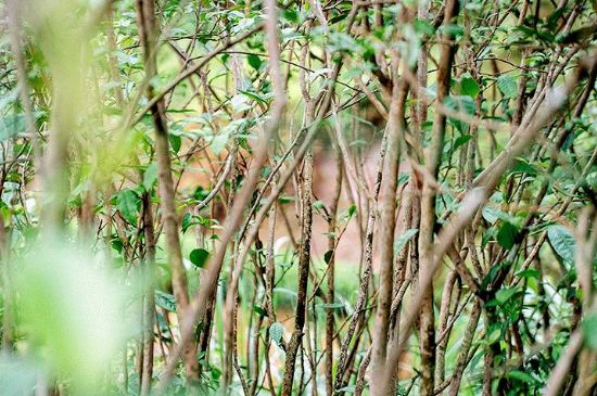 荒野銀針有什么特點(diǎn)，荒野銀針的味道口感咋樣？