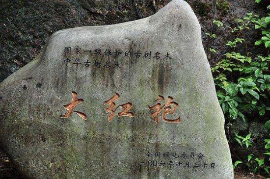 母樹大紅袍給誰喝了，為什么母樹大紅袍叫三棵六株？