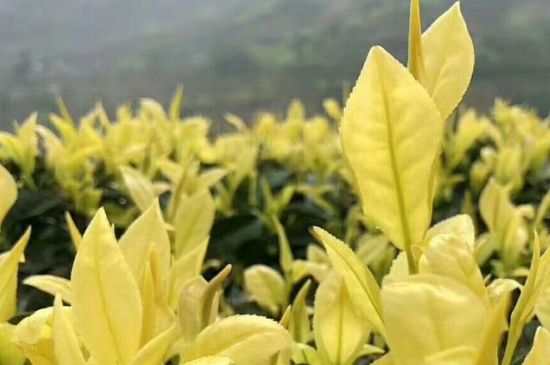 茶中奇葩黃金芽，安吉白茶中黃金芽的特點