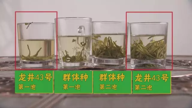 烏牛早和龍井的區(qū)別圖片，龍井43號和烏牛早茶的對比