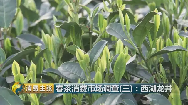 龍井群體種和43號(hào)的區(qū)別圖片，龍井43和群體種哪個(gè)好喝？