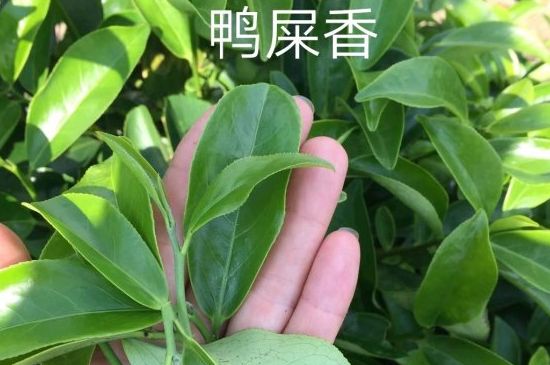 鴨屎香和大烏葉是同一種茶葉嗎，單叢大烏葉和鴨屎香有什么區(qū)別？