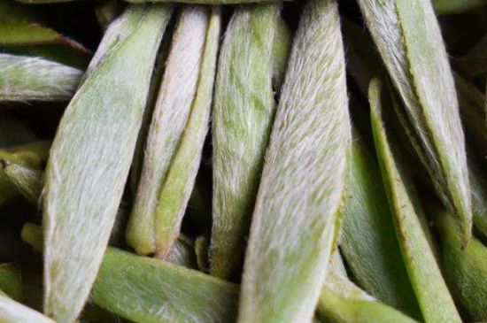 荒野銀針有什么特點(diǎn)，荒野銀針的味道口感咋樣？