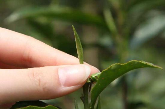 哪種金駿眉好，什么樣的金駿眉比較好