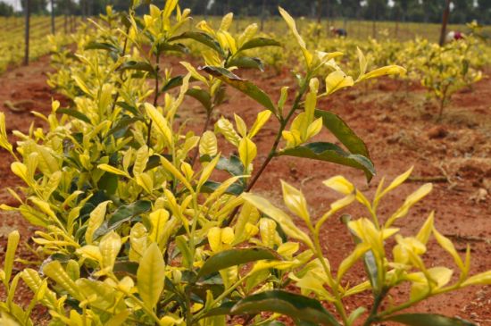 茶中奇葩黃金芽，安吉白茶中黃金芽的特點