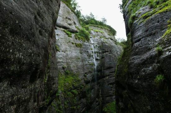 母樹大紅袍給誰喝了，為什么母樹大紅袍叫三棵六株？