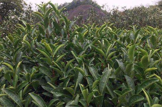 馬頭巖肉桂是大紅袍嗎，大紅袍肉桂屬于什么茶？