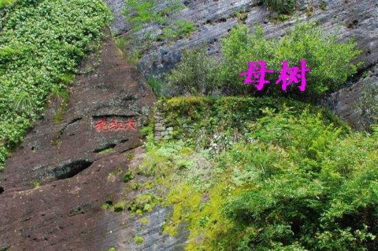 大紅袍拼配什么意思，大紅袍用什么茶拼配的