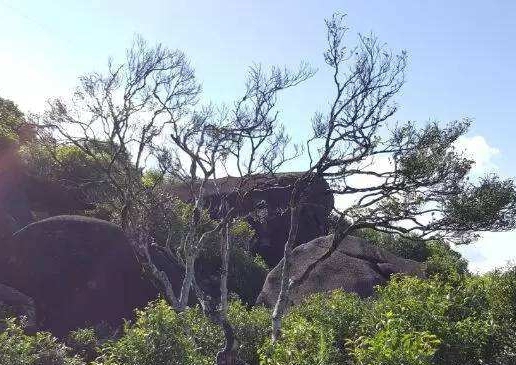 宋種一號價(jià)值為什么高，鳳凰單樅宋種1號價(jià)格與產(chǎn)量多少？