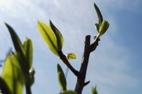 潮安鳳凰單叢十大名樅是什么，烏崠十大古樹名香品種介紹