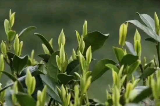 什么是雪前龍井茶，明前、雨前、雨后龍井有什么區(qū)別？