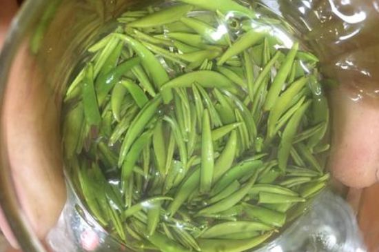 雀舌有一股青草味，雀舌為什么有青草味？