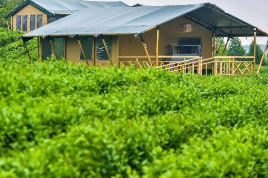 金壇雀舌算不算好茶，金壇雀舌屬于什么檔次茶葉？