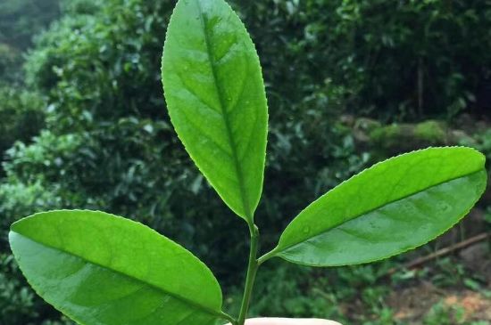 鋸朵仔跟鴨屎香哪個(gè)貴，鋸朵子和鴨屎香哪個(gè)好喝？