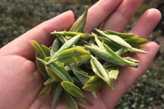 福建什么茶葉最出名，福建名茶有哪些？