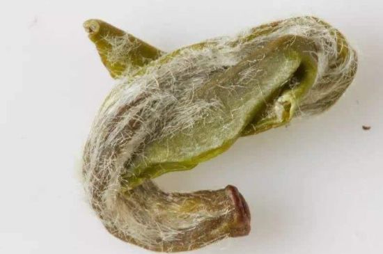 羊巖勾青是綠茶嗎，羊巖勾青茶屬于什么茶？